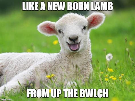 lamb memes|funny lamb meme.